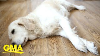 Warning signs your dog may be feeling blue | GMA