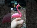 changement de flament rose