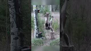 Download lagu Beruang vs Daging Listrik ⚡ #shorts mp3