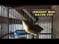Masteran Asik Dan Murah Meriah JENGGOT MINI GACOR ABADI