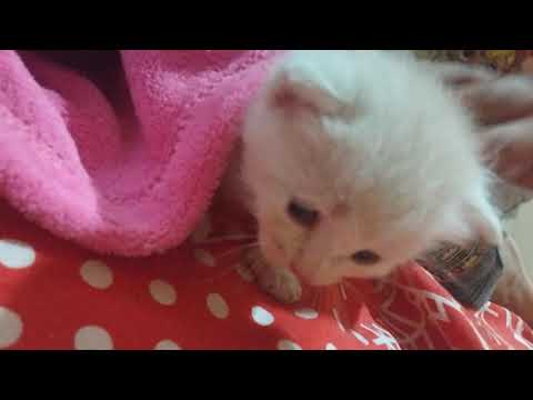 cats Shakira suhana  SS v logs| 🌜