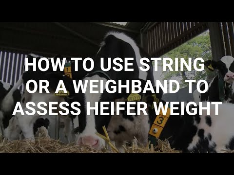 How to use string or a weighband to assess heifer weight