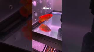 Download lagu Ikan flowerhorn langka dari Thailand 🔥 #sebelumdan sesudah #pemeliharaanikan #flowerhorn #hoss mp3