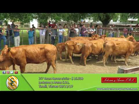 08-11-19 - Venta de Vientres - Ledesma y Arana S.R.L. - Tandil