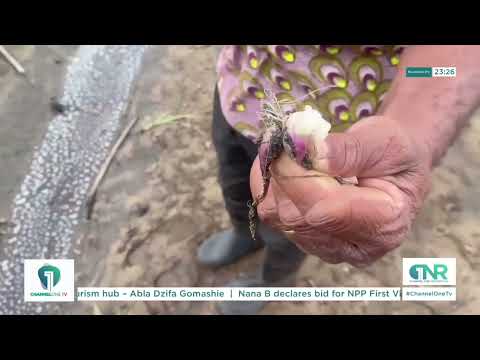 Floods Destroy Over 200 Acres of Farms in Anloga