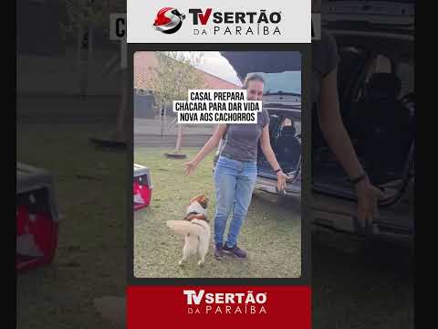 Reação emocionante: cachorros conhecem chácara após anos em espaço pequeno e viralizam
