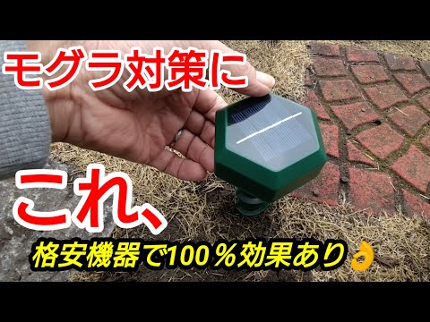 天然の忌避剤: モグラが嫌いな匂いは何ですか?この5つですぐに逃げてしまいます！  庭園