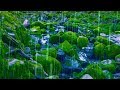 Rain Sounds Stream For Sleep Focus Studying 4K Nature Video White Noise 10 Hours