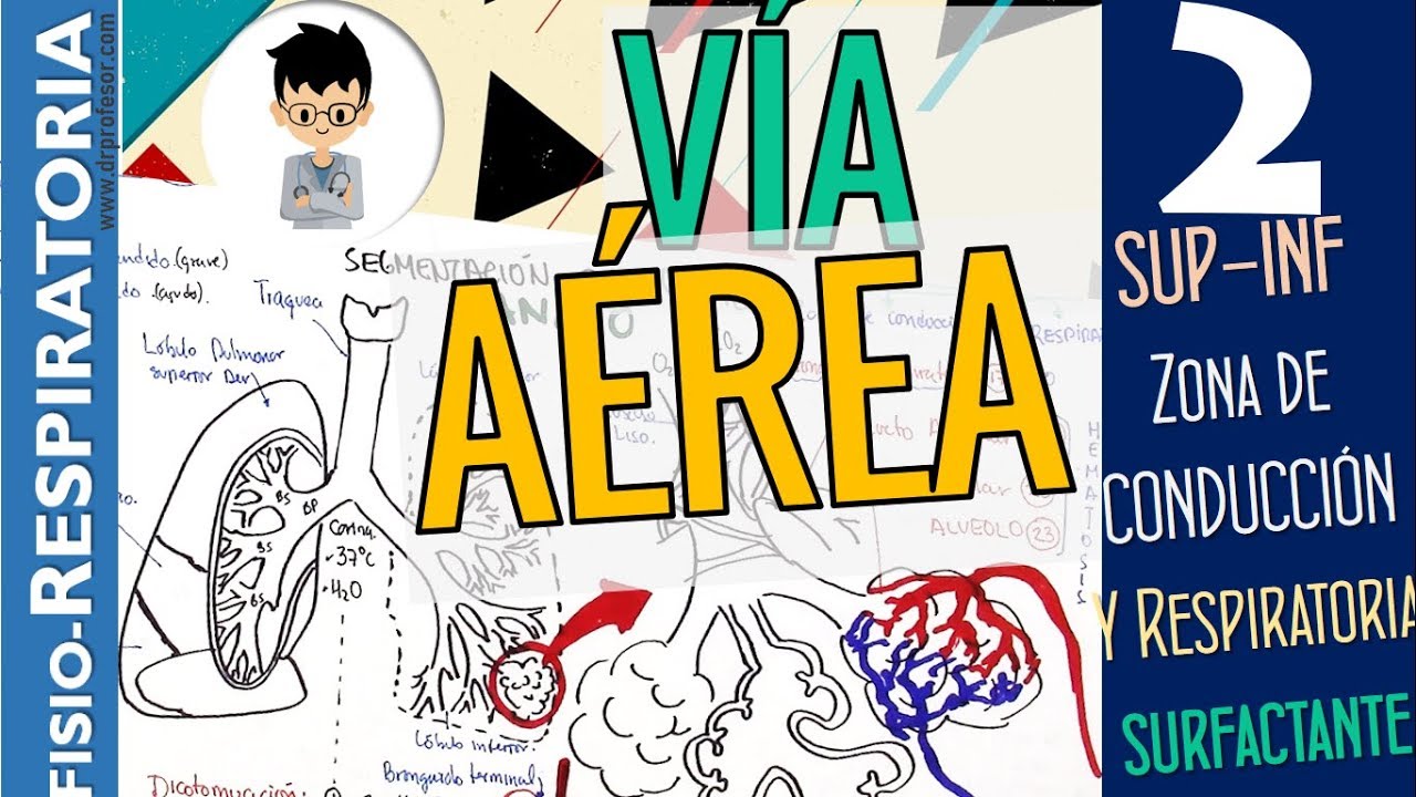 VIA AÉREA SUPERIOR e INFERIOR, Zonas, y SURFACTANTE, Aplicación Clínica |Fisiología Respiratoria |P2