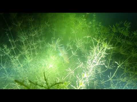 2019 08 22 Kaliszany Noce z Pinkiem   HD 1080p