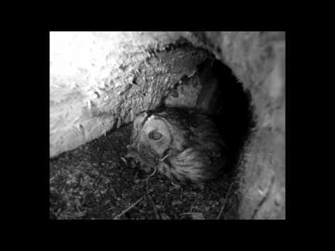 tawny owl prey delivered by male