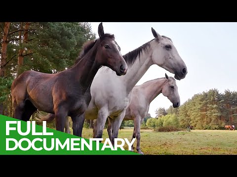 Nature's Best Kept Secret: The Untouched Wilderness of Military Training Grounds