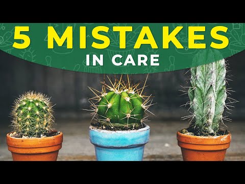 , title : '5 COMMON MISTAKES IN CACTUS CARE