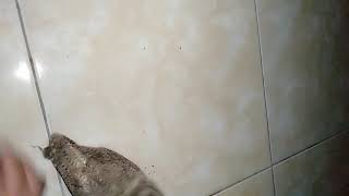 Download lagu Suara burung Hantu Celepuk, cocok untuk Pancingan dan Pikat Burhan Dewasa mp3