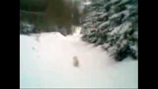preview picture of video 'Cookie (Westie) searching for a rabbit lovely bunny in the snow.wmv'