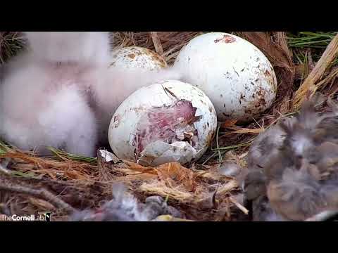 Cornell Hawks ~ The MOST AMAZING VIEW Of Egg#2 Close To Hatching 💕 Chick Almost Out Of Shell 4.23.22