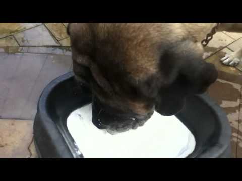 download lagu mp3 mp4 Can Dogs Have Coconut Whipped Cream, download lagu Can Dogs Have Coconut Whipped Cream gratis, unduh video klip Can Dogs Have Coconut Whipped Cream