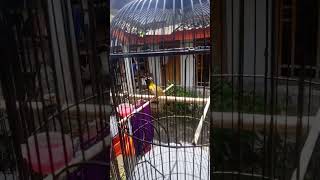 Download lagu sogok ontong gacor materi Lovebird mp3