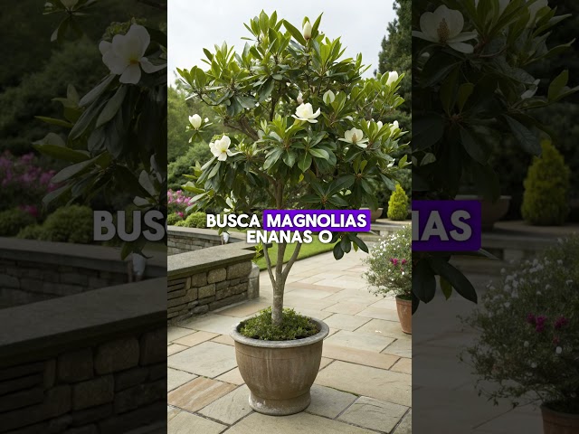 Vídeo relacionado con Plant in a Box - Mix of 3 Magnolia - Magnolia Susan, Soulangeana, Stellata - Maceta 9cm - Altura 25-40cm