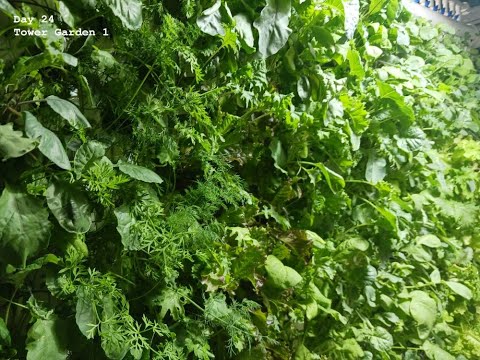 Day-24 Aeroponic/Hydroponic Basement/Indoor Tower Garden