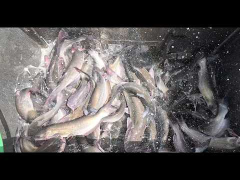 Santa Ana River Lakes Stocking Schedule