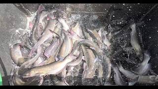 8/20/26 HEAVY STOCKING OF IMPERIAL CATFISH AT SANTA ANA RIVER LAKES
