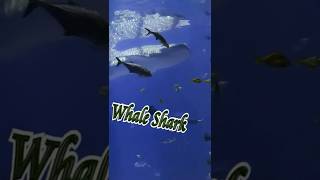 🐋🦈 Whale Sharks #Shorts