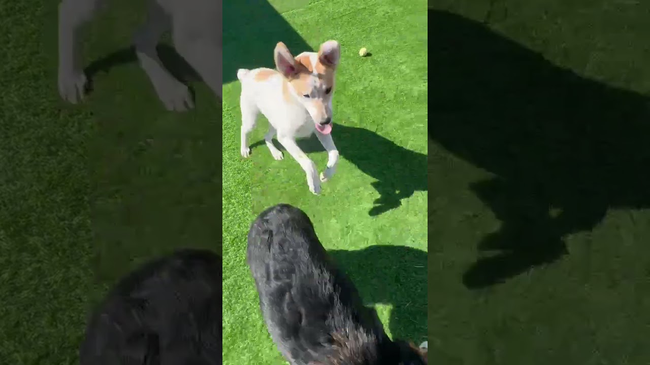 Enlarge Shadow, a Adoptable mixed breed in Evergreen, CO video 2/4