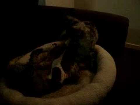 Grenada & Ashmira fighting! Cute