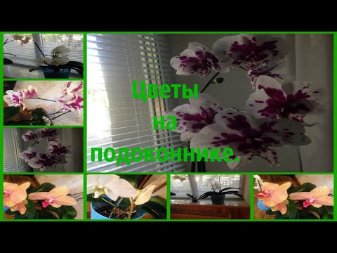 Цветы на подоконнике  Мои орхидеи.