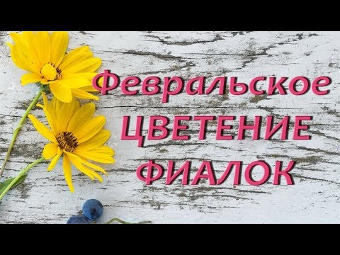 ОБЗОР:цветущие ФИАЛКИ (февраль)