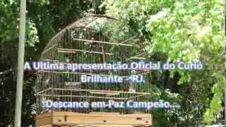 Homenagem ao Curió Brilhante