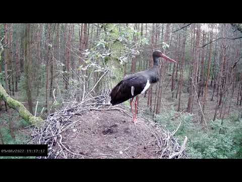 Bociany czarne online 2022 - Ostatnia wizyta Ferminy3 09.08.2022