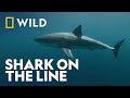 Fishing For Sharks | Sharks Below Zero | National Geographic Wild