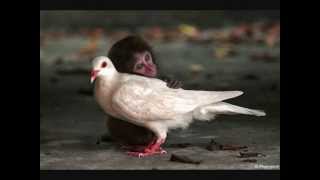 Rock de: &quot; JOAN MANUEL SERRAT &quot;  ( ES AMOR )