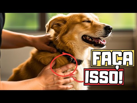 10 Formas de Dizer EU TE AMO para o seu CACHORRO! (maneiras que ele realmente entenda) ❤️🐕🦴