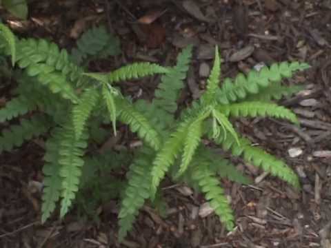 Edible Plants: Sweetfern