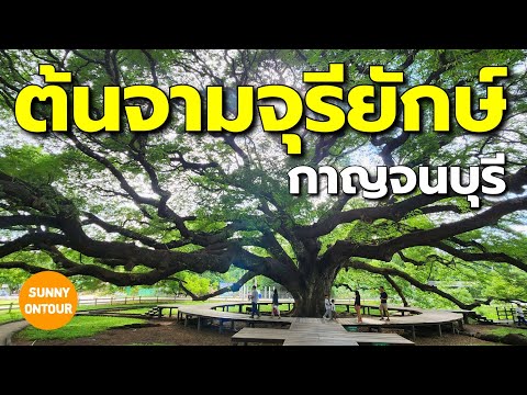 ต้นจามจุรียักษ์