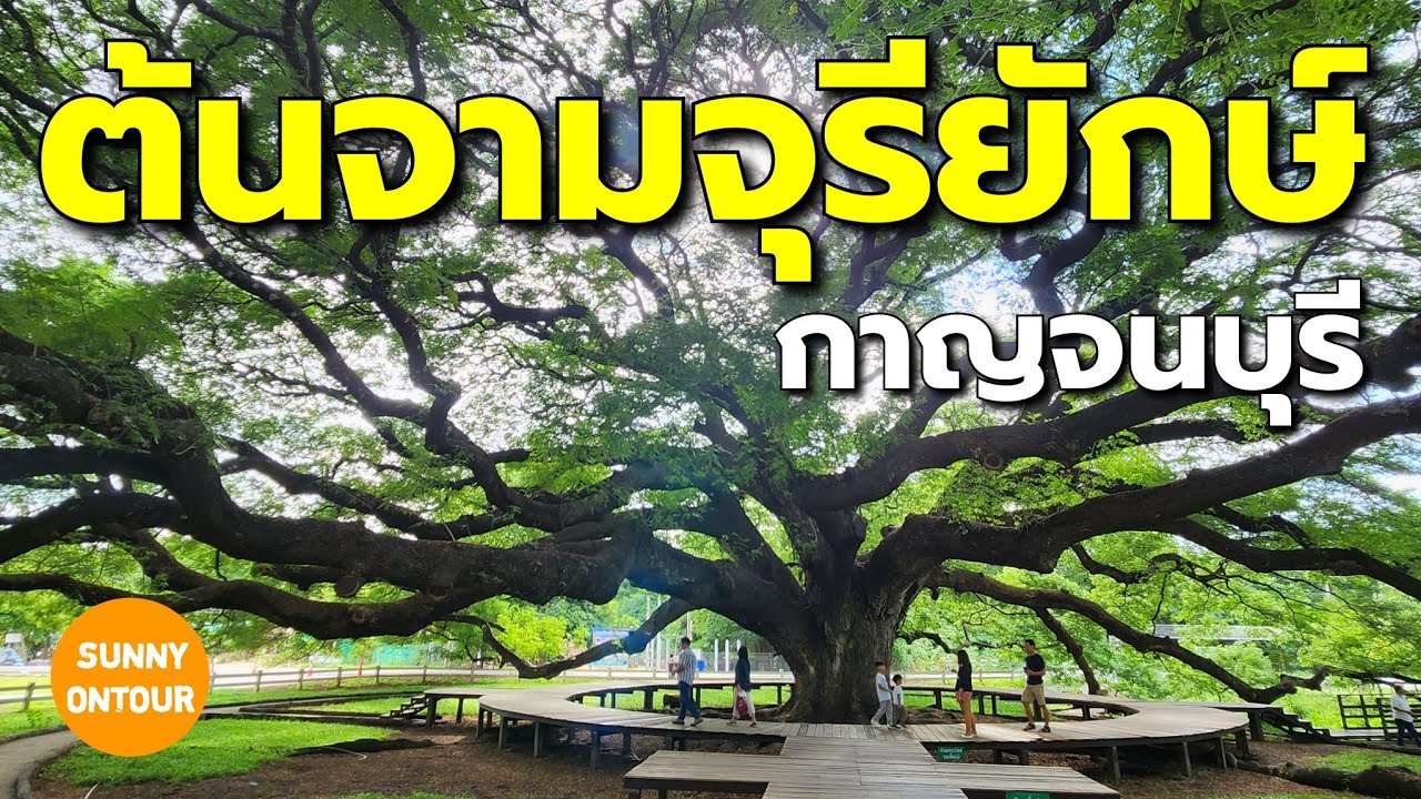 Giant Rain Tree