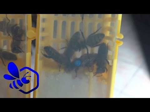 Laminowanie włosów w Mińsku kupić narzędzia Leczenie łysienia czosnkiem