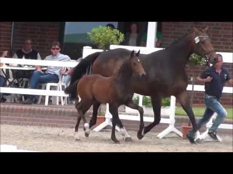 *2016 Stutfohlen von Diamond Hit / Fidertanz  SOLD!!!