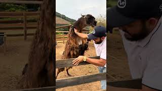 O lhama aprontou com os visitantes !!
