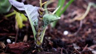 Quick & easy way to catch LOTS of Pill Bugs / Roly Poly