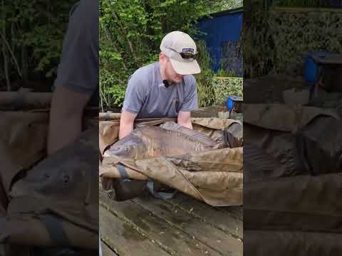 Fishingprofi K1 the Secret Bolie #fishingprofi #carpfishing #angeln #angeln