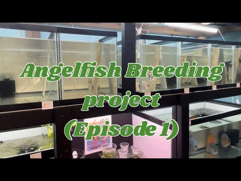 Watch 4 episodes of Angelfish Breeding