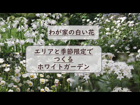バルコニー組成用の白い花インパチェンス カラジウム シダ アイビー