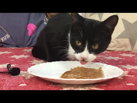 Felix loves to eat wet food CAT ASMR 🐱 73