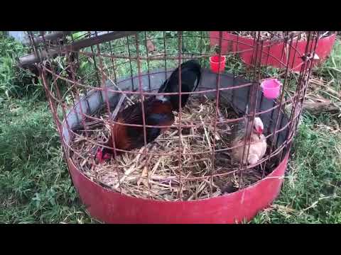 Miguel Román: Let's talk about Don Alberto Betancourt's Gallo 6. Debunking Myths.