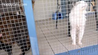 preview picture of video 'Ragdoll Cat at Cat Rescue New Mexico Kitty City New Mexico in Southern New Mexico - Floppycats'