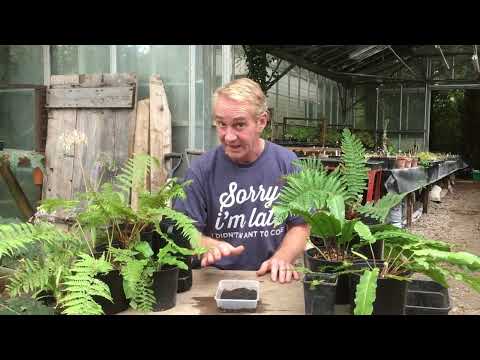 How to grow ferns from spores part 1 @stinkyditchnursery750 September ‘22